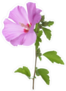 Purple Hibiscus Flower Sticker