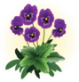 Purple Pansy Viola Flower Illustration Sticker