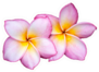 Purple Plumeria Flowers On White Sticker
