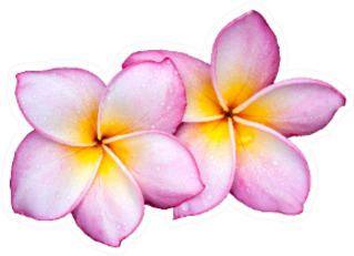 Purple Plumeria Flowers On White Sticker