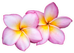 Purple Plumeria Flowers On White Sticker