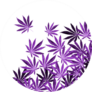 Purple, Violet Cannabis Leaves In Circle Sticker