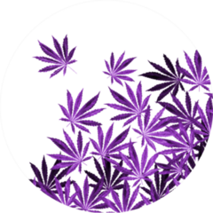 Purple, Violet Cannabis Leaves In Circle Sticker