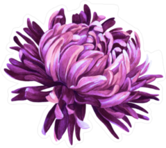Purple Watercolor Chrysanthemum Sticker