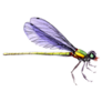 Purple Winged Dragonfly Sticker