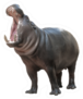 Pygmy Hippo Opening Mouth Sticker