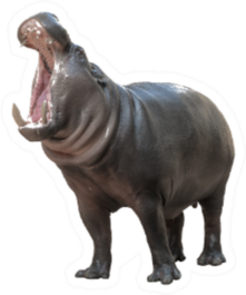 Pygmy Hippo Opening Mouth Sticker