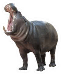 Pygmy Hippo Opening Mouth Sticker
