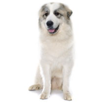 Pyrenean Dog Sticker