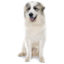 Pyrenean Dog Sticker