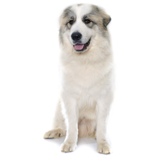 Pyrenean Dog Sticker