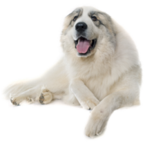 Pyrenean Mountain Dog Sticker