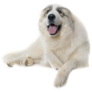 Pyrenean Mountain Dog Sticker
