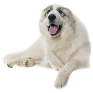 Pyrenean Mountain Dog Sticker
