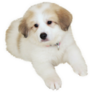 Pyrenees Puppy Photo Sticker