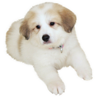 Pyrenees Puppy Photo Sticker
