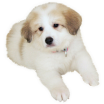 Pyrenees Puppy Photo Sticker