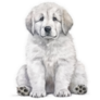 Pyrenees Puppy Sticker 