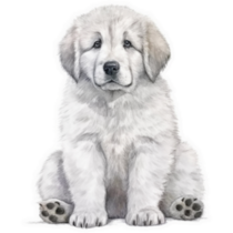 Pyrenees Puppy Sticker 