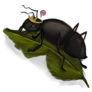 Queen Ant With Green Leaves Sticker