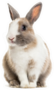 Rabbit , 4 Months Old, Sitting Against White Sticker