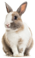 Rabbit , 4 Months Old, Sitting Against White Sticker