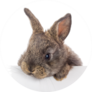 Rabbit With Blank Billboard Sticker