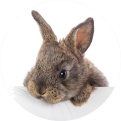 Rabbit With Blank Billboard Sticker