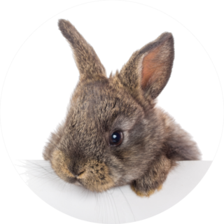 Rabbit With Blank Billboard Sticker