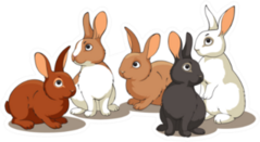 Rabbits In A Group Sticker