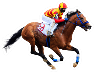 Racetrack Horse Isolated On White Background Sticker