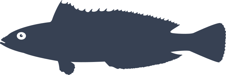 Rainbow Wrasse Fish Sticker