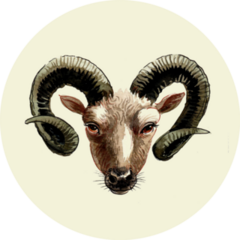 Ram Head Drawn Sticker