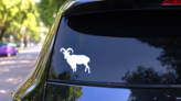 Ram With Long Hair Facing Left Sticker on a Rear Car Window (New) example