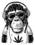 Rasta Monkey In Headphones Sticker