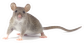 Rat On Feet Isolated On White Sticker