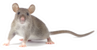 Rat On Feet Isolated On White Sticker