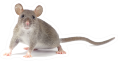 Rat On Feet Isolated On White Sticker