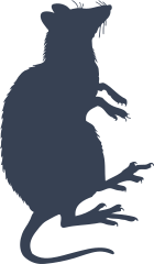 Rat Sitting Up Sticker