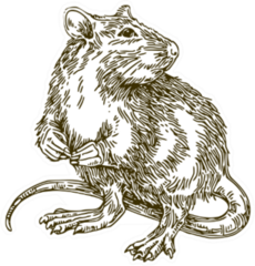 Rat Sketch Sticker