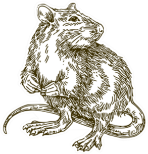 Rat Sketch Sticker