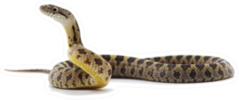 Rat Snake Attack Pose Sticker