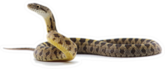 Rat Snake Attack Pose Sticker