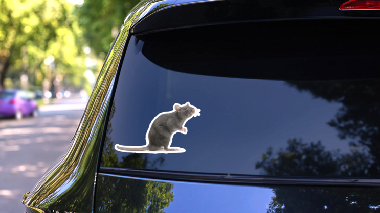 Rat Standing Isolated On White Sticker on a Rear Car Window (New) example