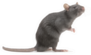 Rat Standing Isolated On White Sticker