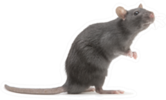 Rat Standing Isolated On White Sticker