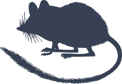 Rat With Long Tail Sticker