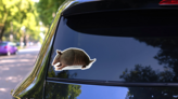 Real Armadillo On White Sticker on a Rear Car Window (New) example