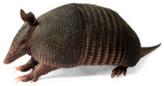 Real Armadillo On White Sticker