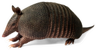 Real Armadillo On White Sticker